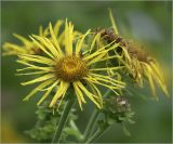 Inula helenium