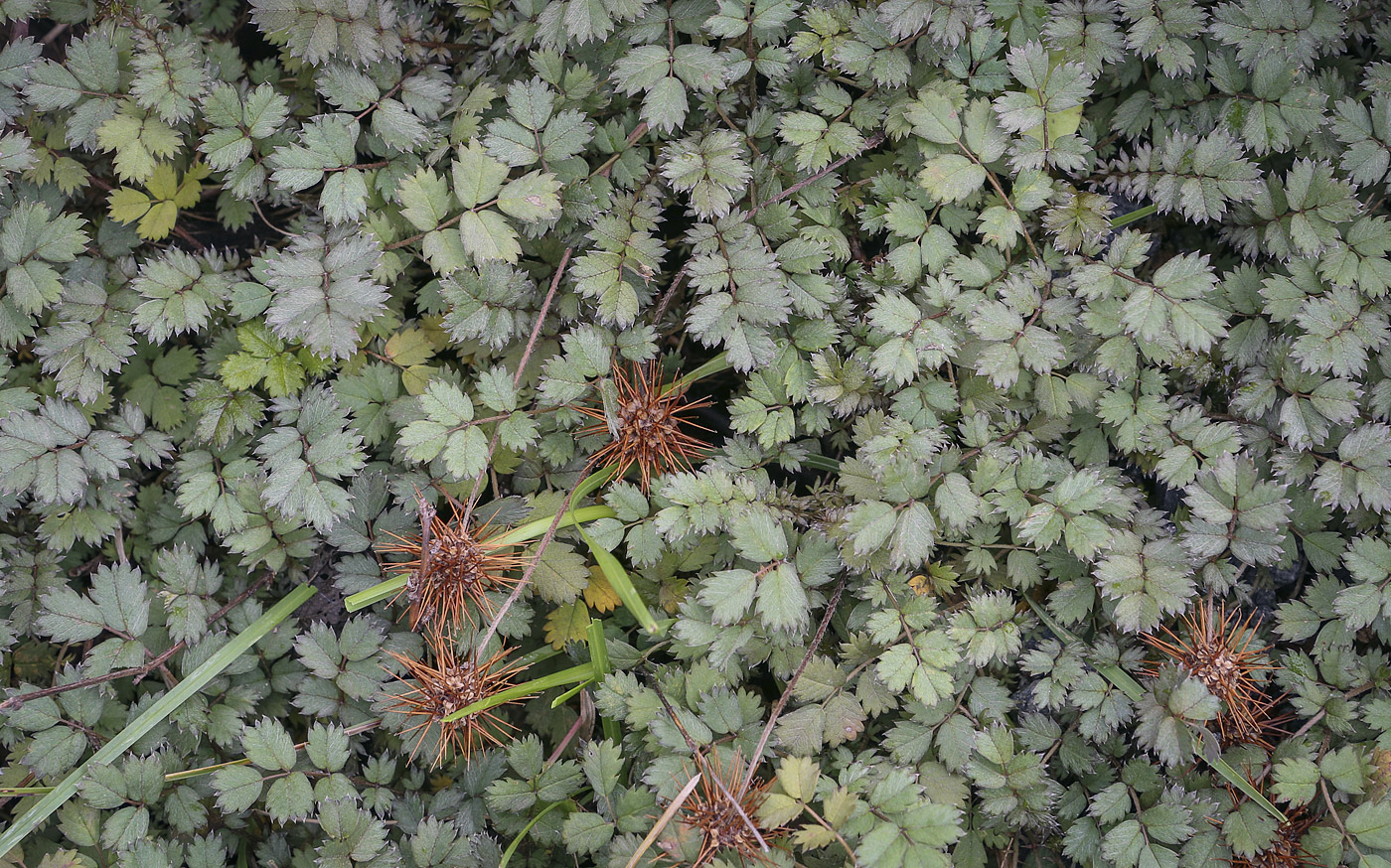 Image of Acaena microphylla specimen.