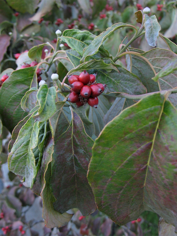 Image of Cynoxylon florida specimen.