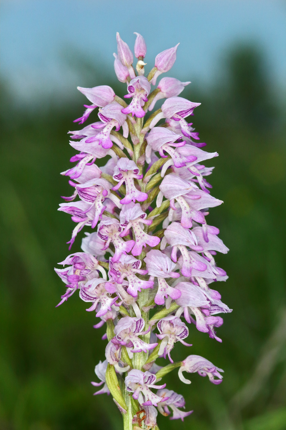 Изображение особи Orchis militaris.