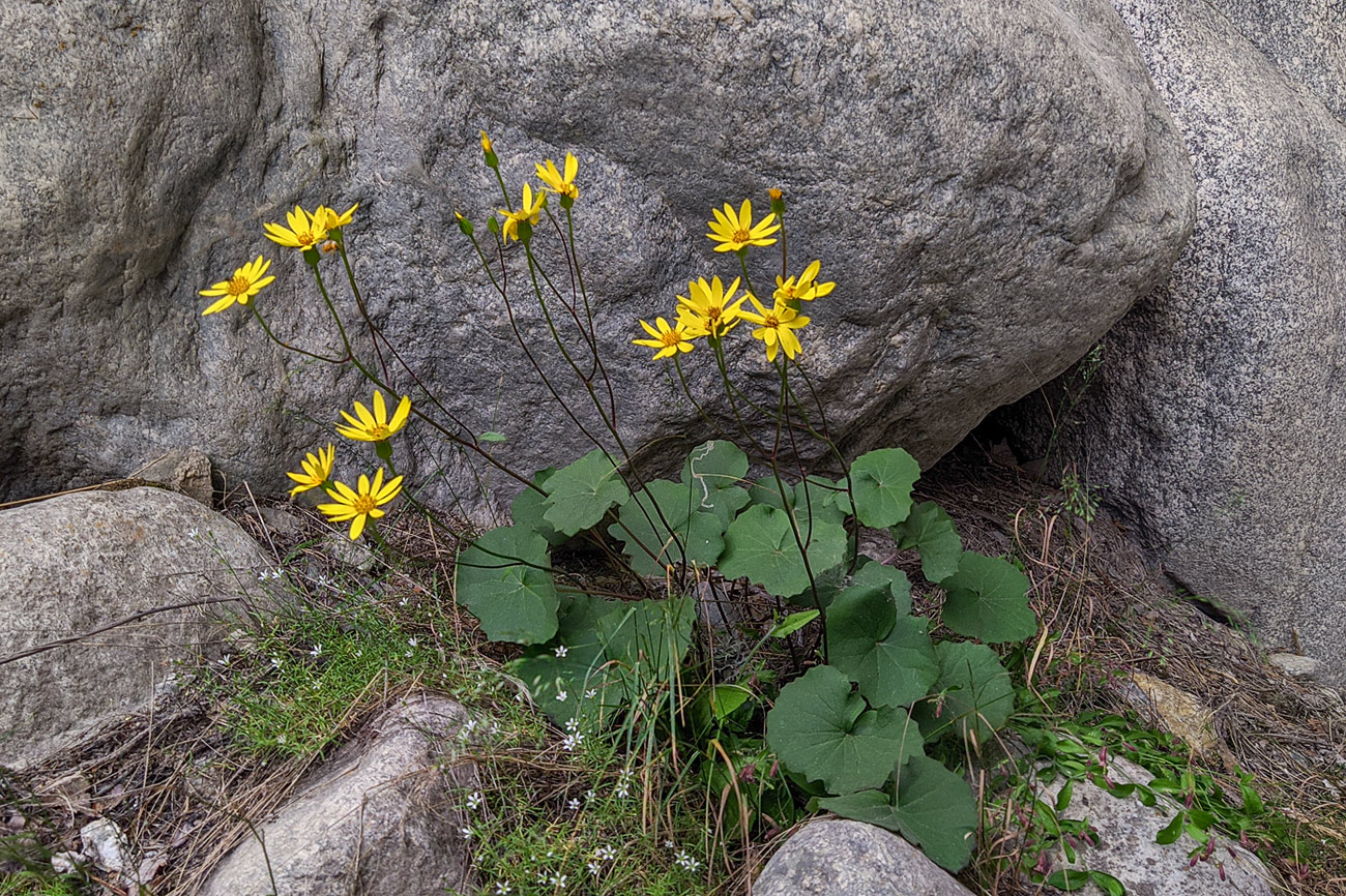 Изображение особи Dolichorrhiza renifolia.