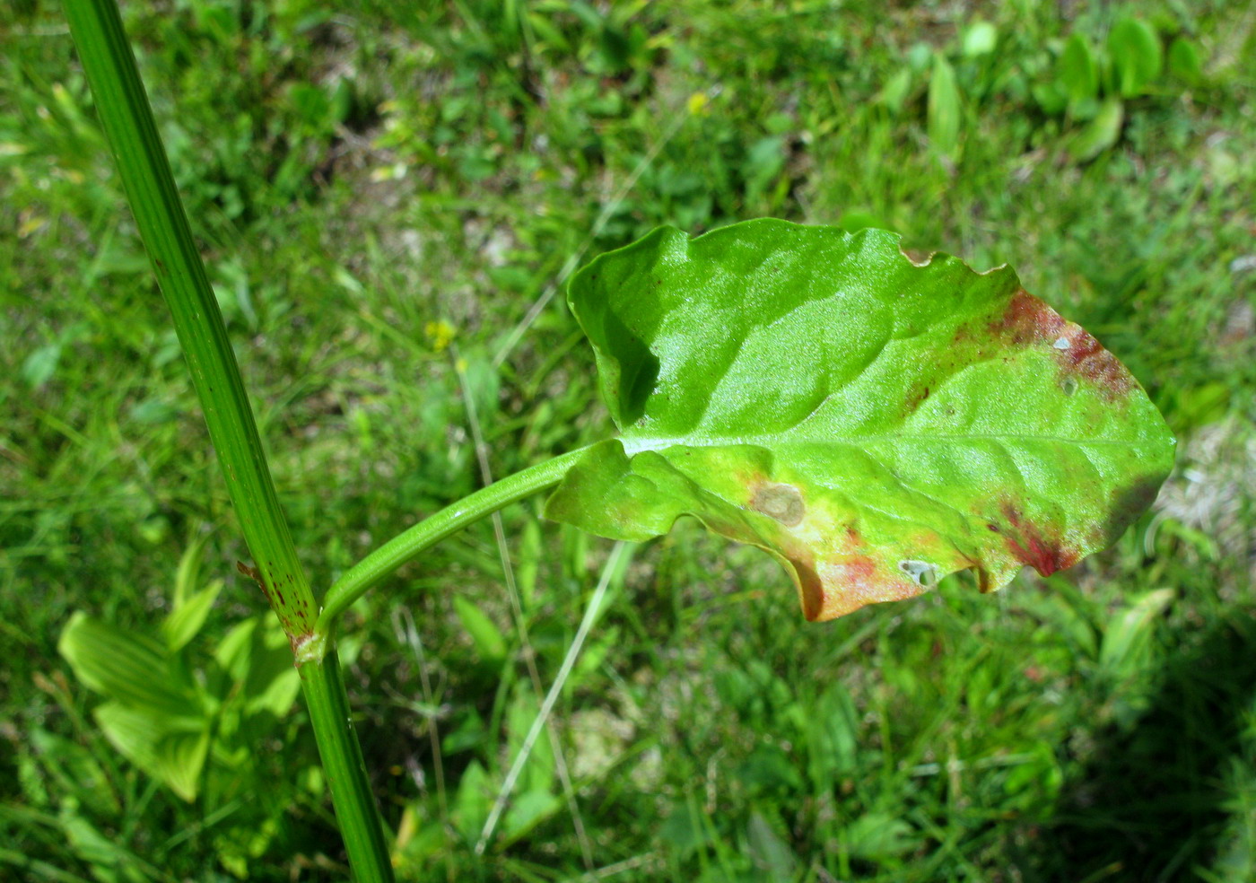 Image of Rumex arifolius specimen.