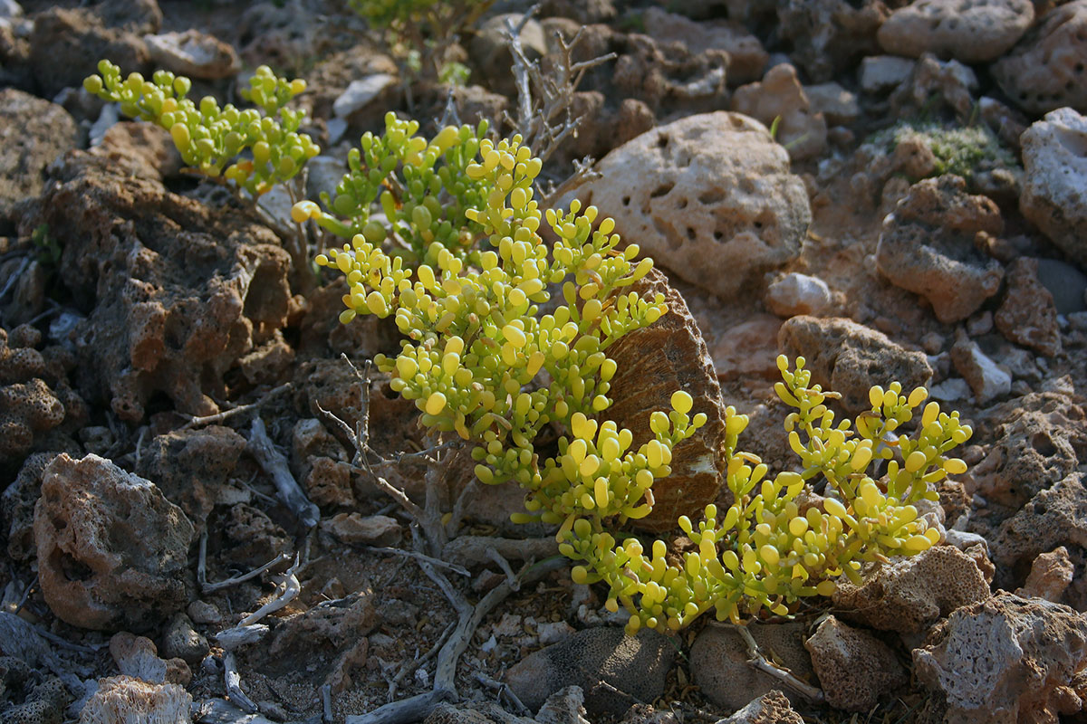 Image of Tetraena qatarensis specimen.