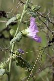 Alcea litwinowii. Часть цветущего растения. Южный Казахстан, нижний Боролдай, 2 км выше пос. Коктюбе. 24.06.2010.