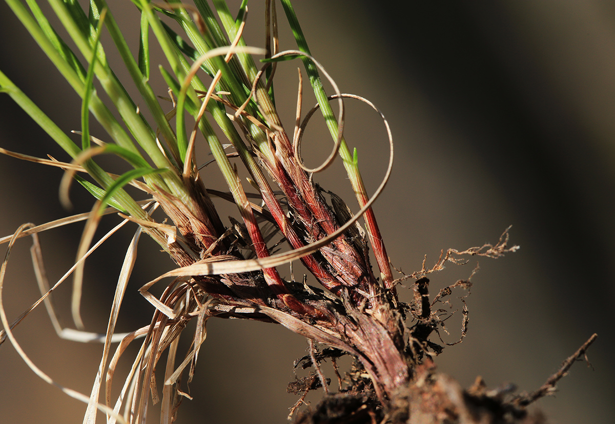 Image of Carex chloroleuca specimen.