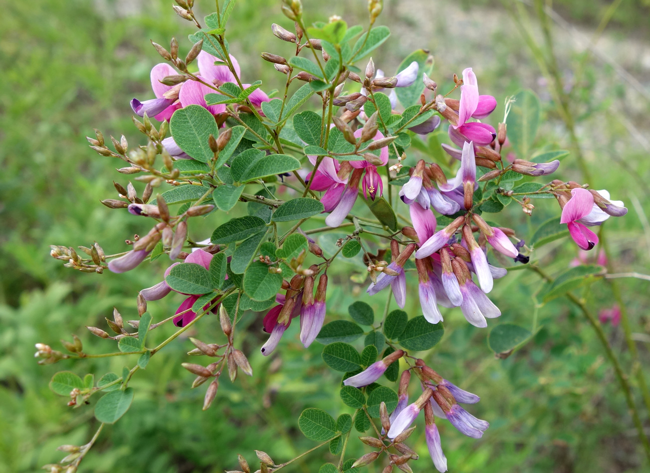 Image of Lespedeza bicolor specimen.