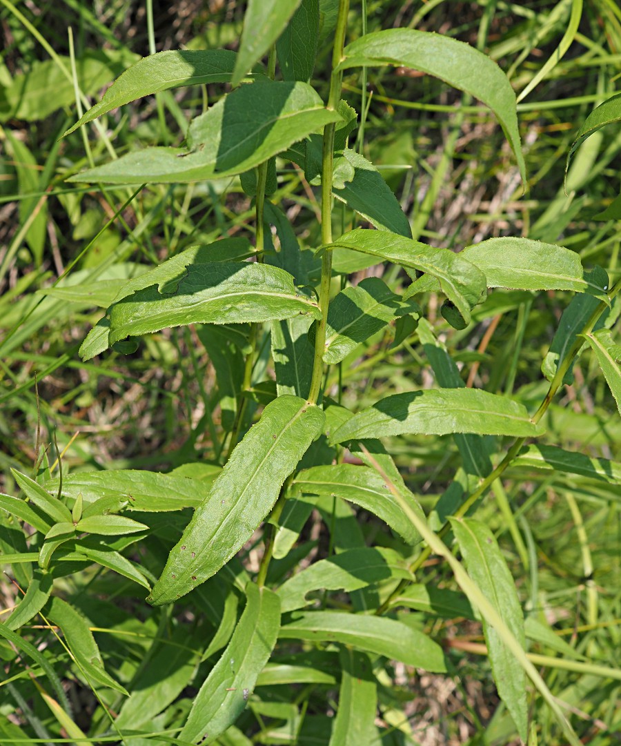 Image of Inula salicina specimen.