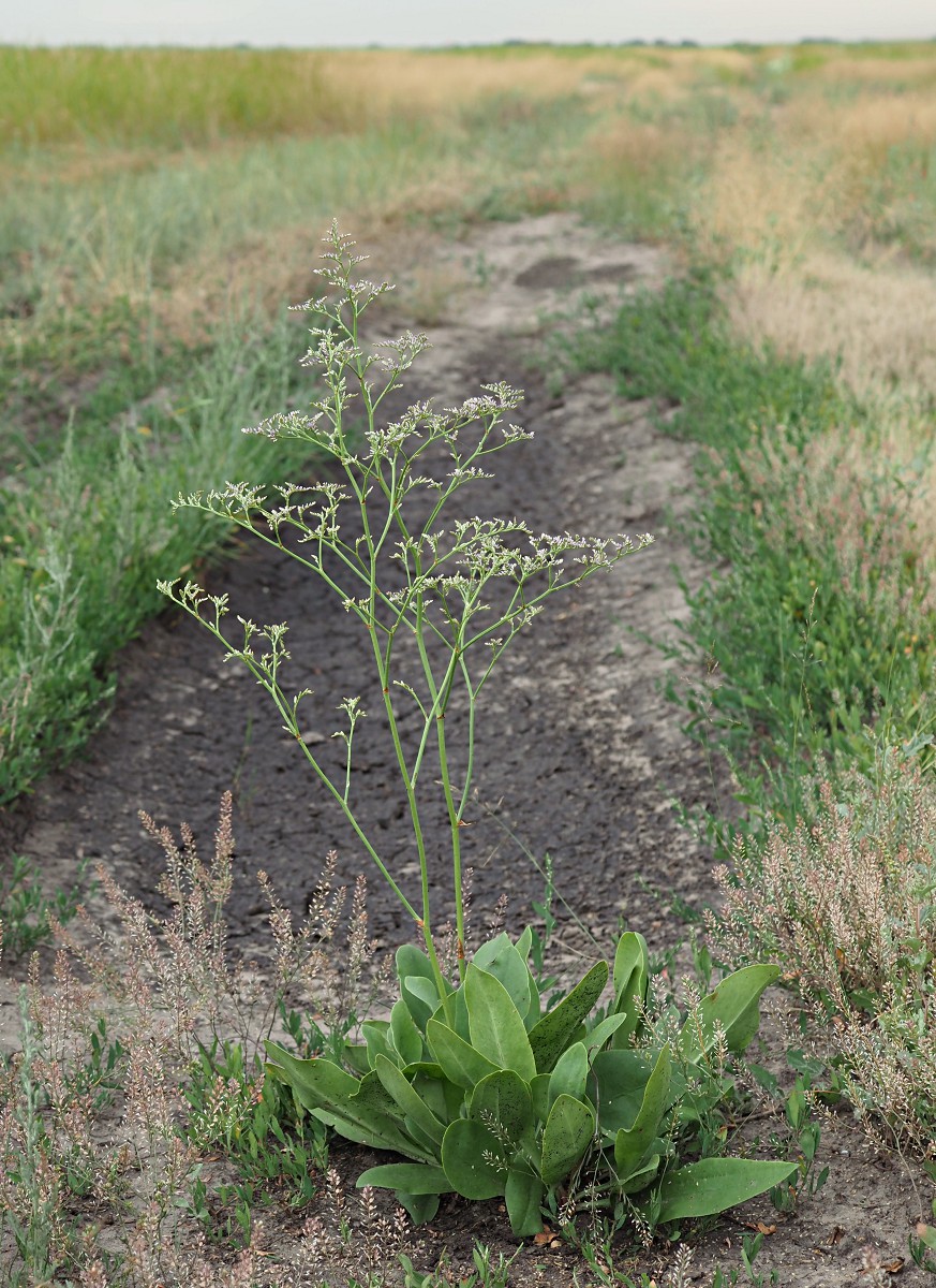 Image of Limonium gmelinii specimen.