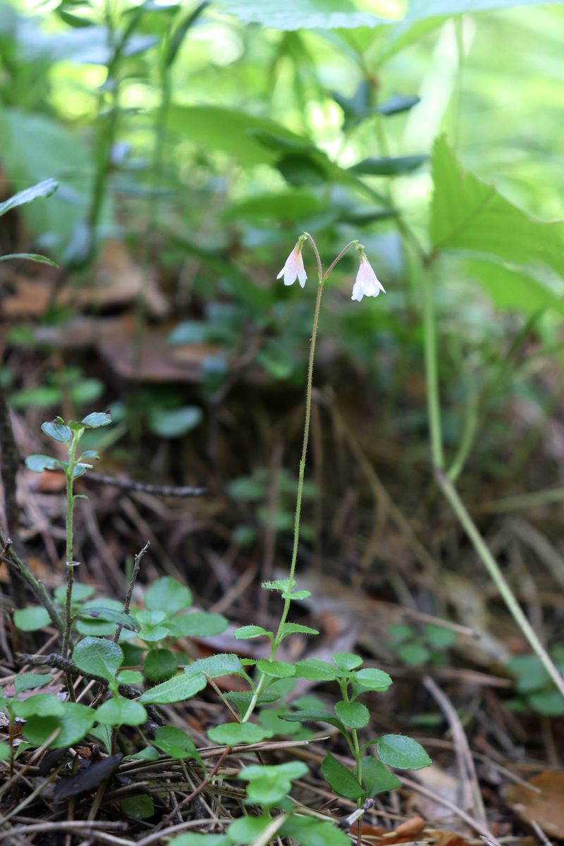 Image of Linnaea borealis specimen.