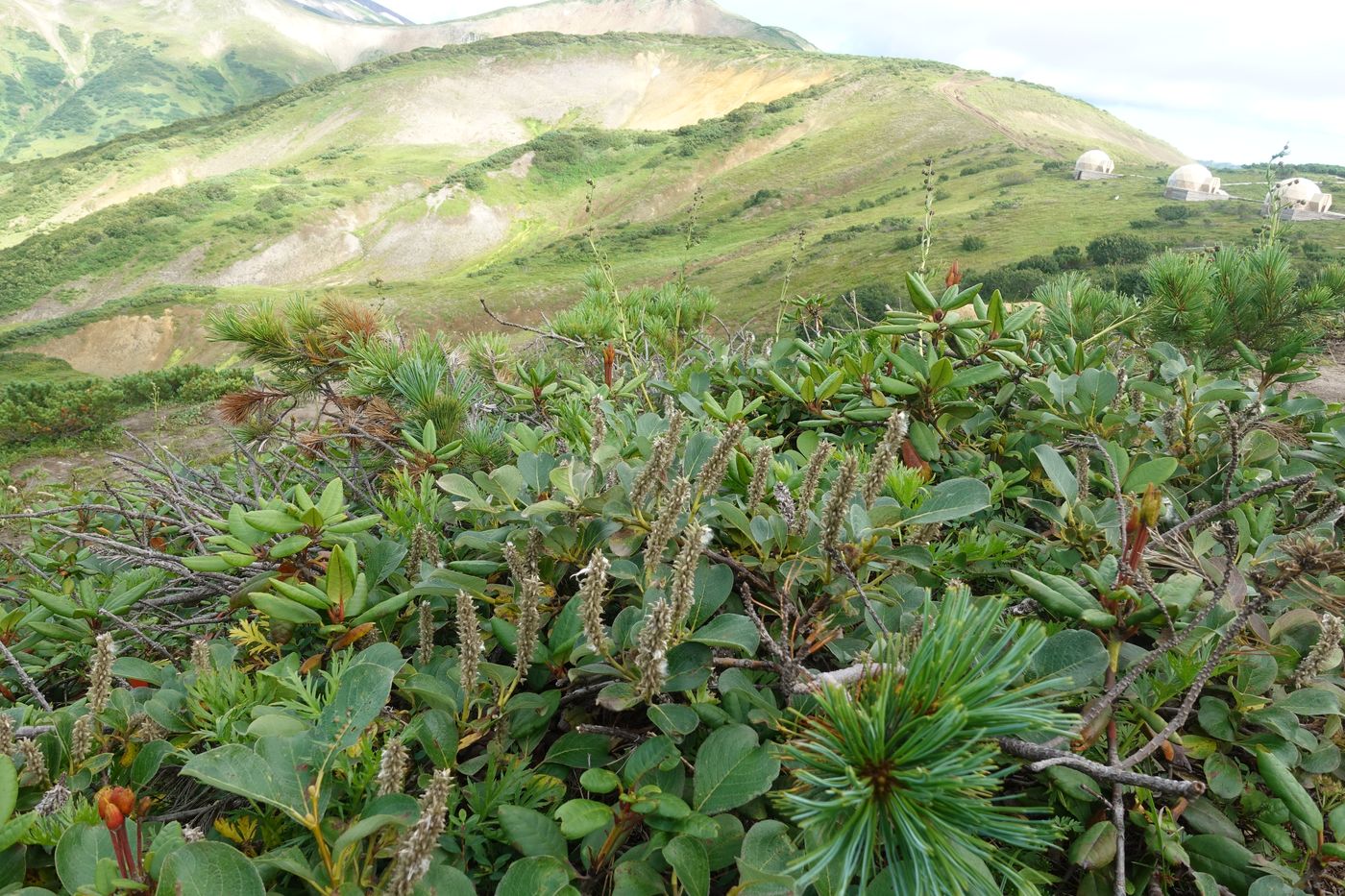 Image of genus Salix specimen.