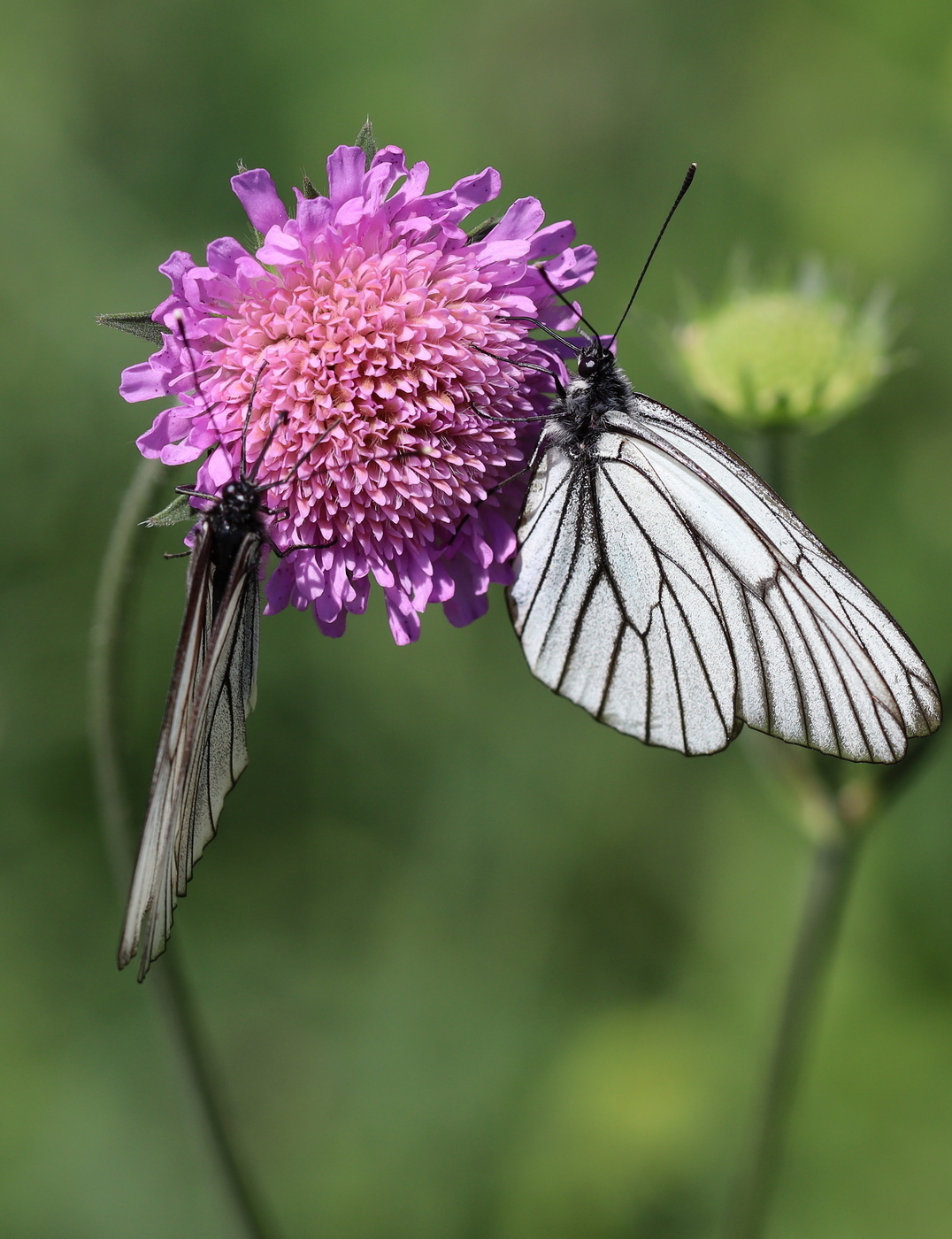 Изображение особи Knautia arvensis.