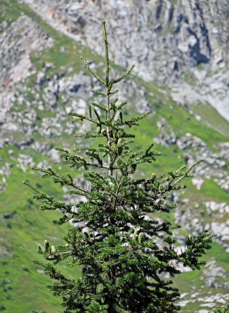 Image of Abies semenovii specimen.