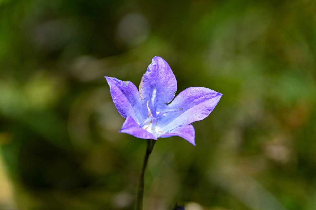 Image of Campanula stevenii specimen.