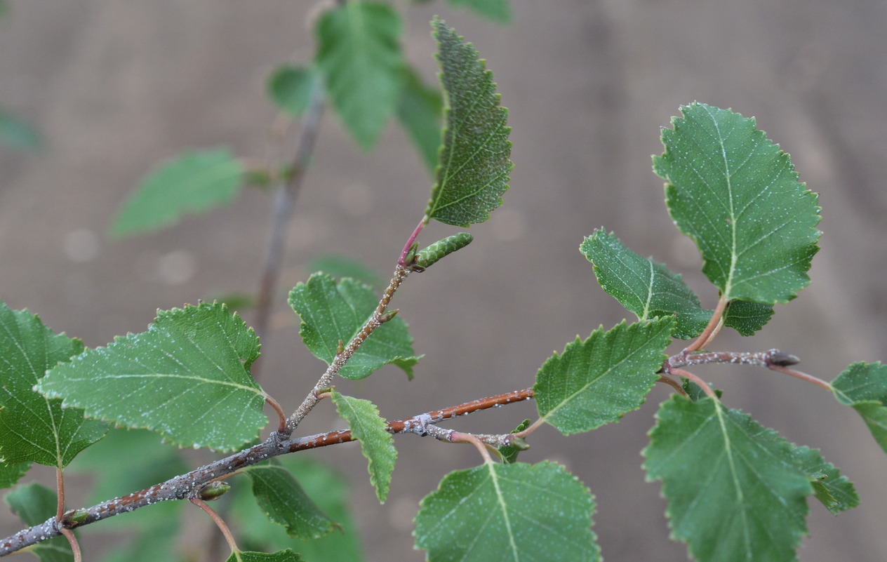 Изображение особи Betula &times; zabelii.