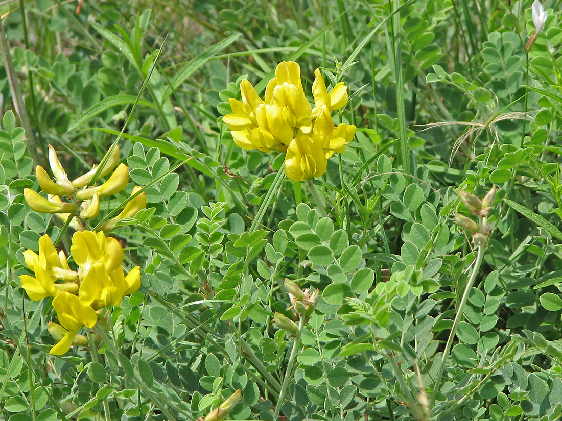 Изображение особи Calophaca wolgarica.