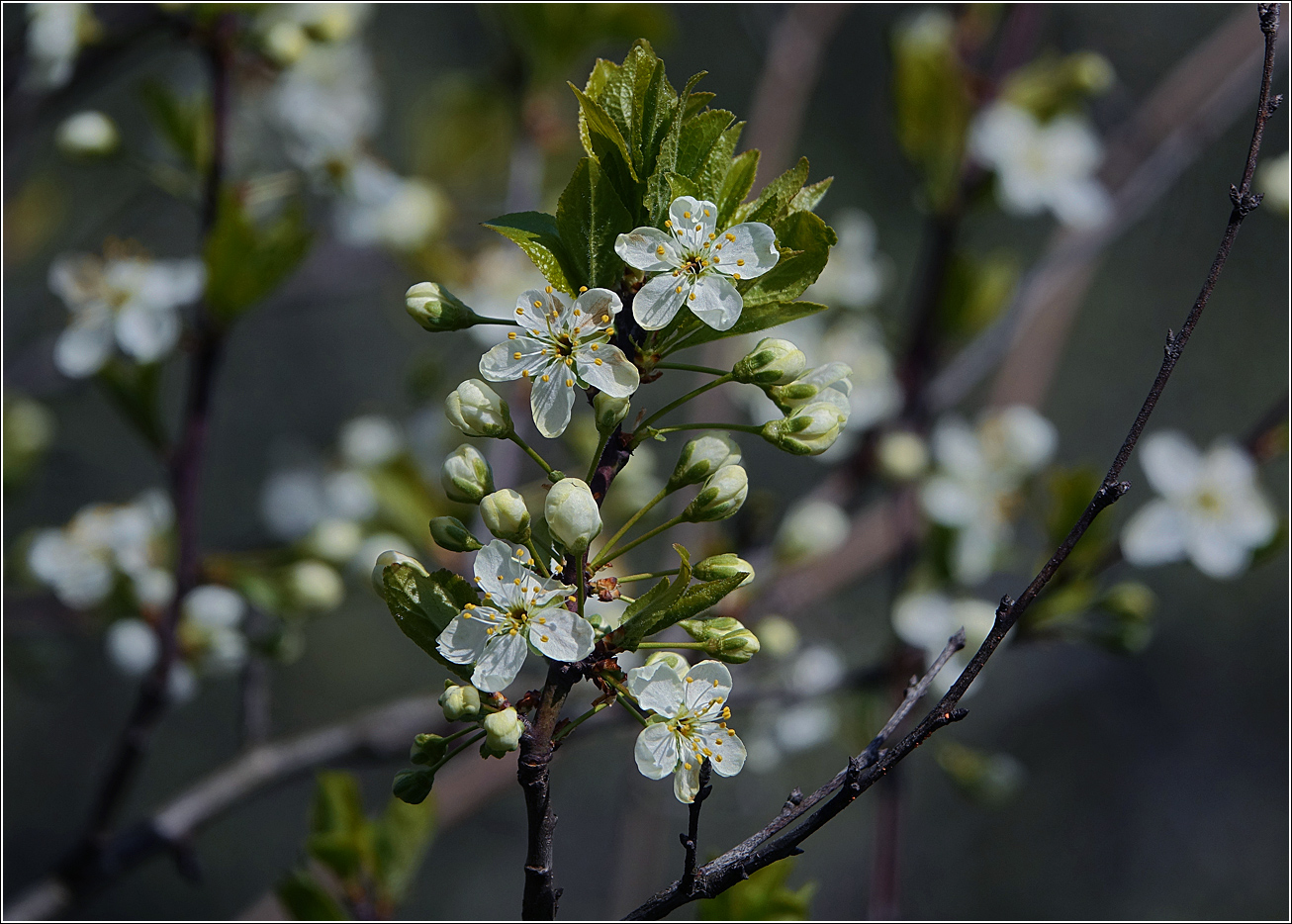 Изображение особи Prunus domestica.