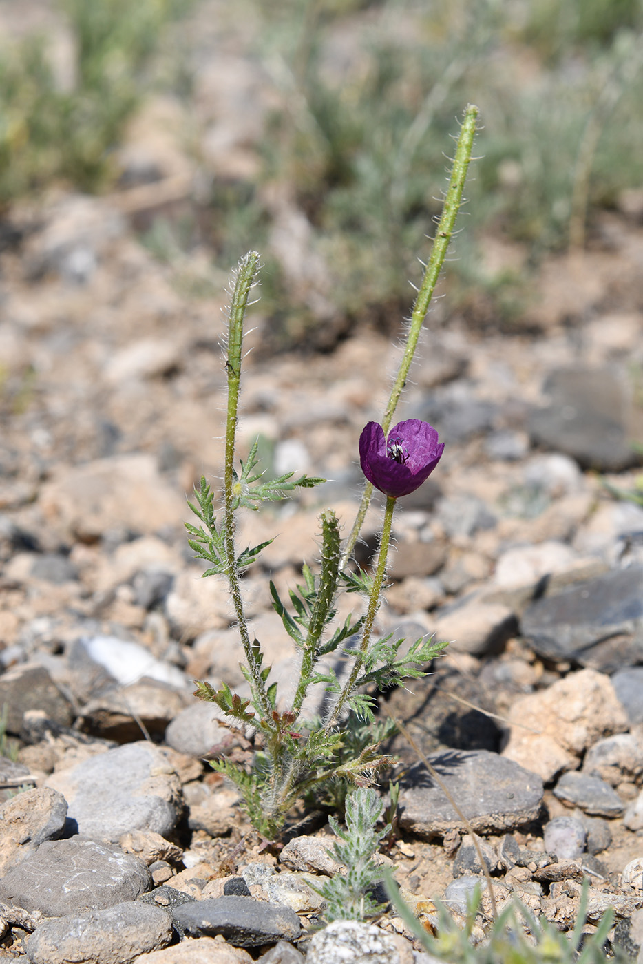 Image of Roemeria hybrida specimen.