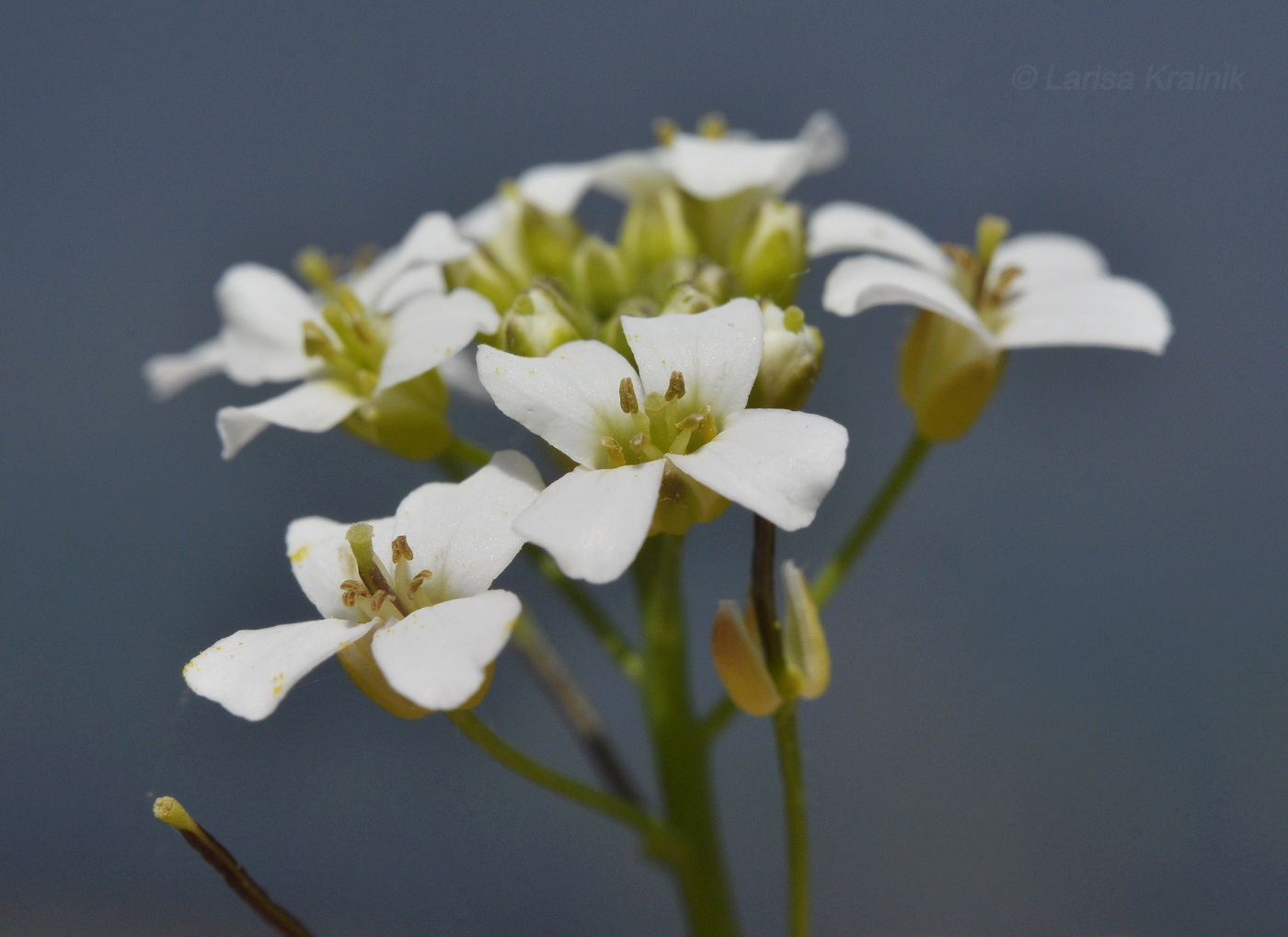 Image of familia Brassicaceae specimen.