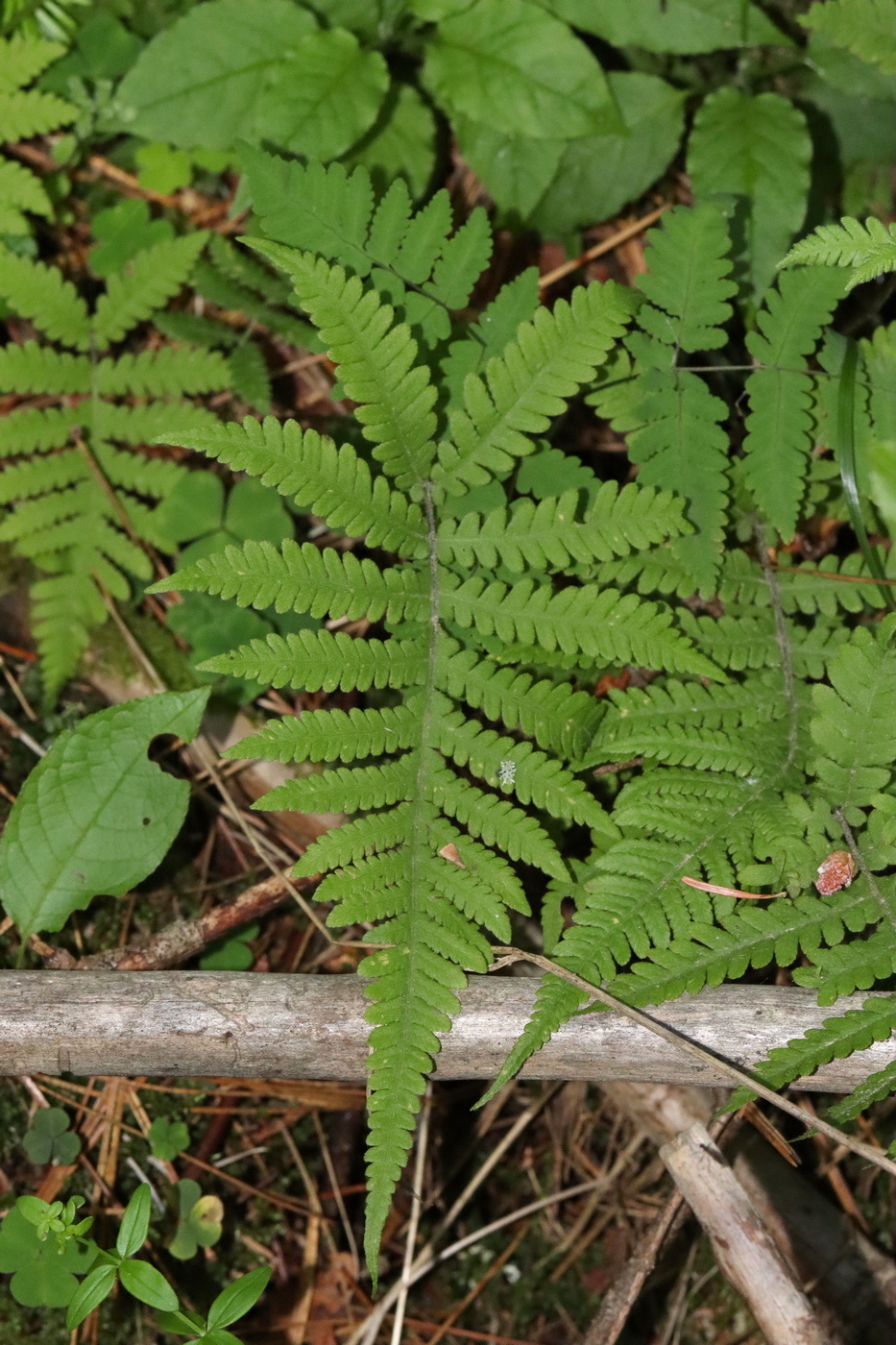 Image of Phegopteris connectilis specimen.