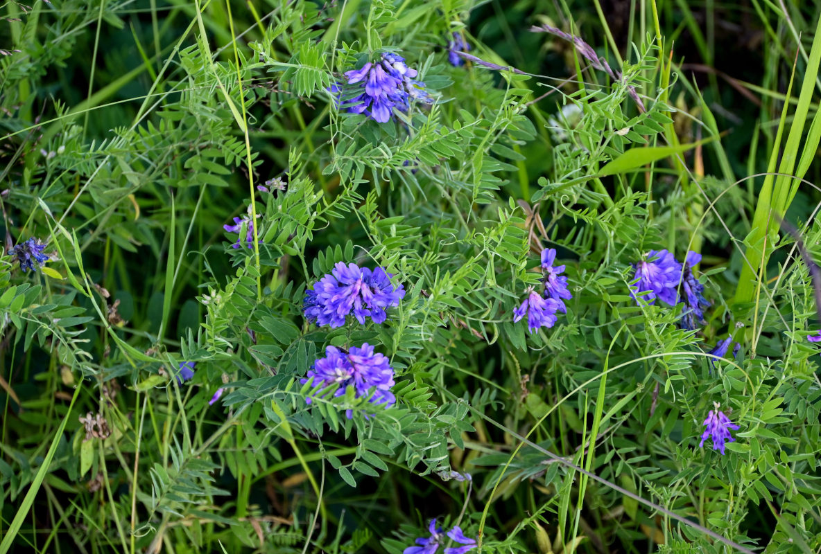 Изображение особи Vicia cracca.