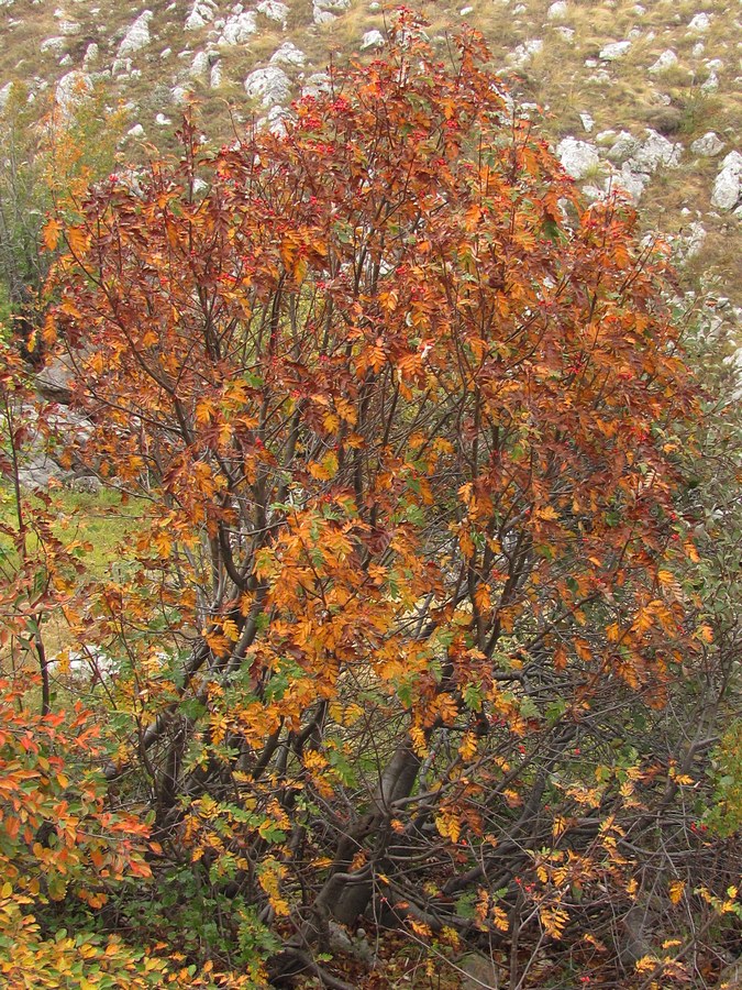 Изображение особи Sorbus roopiana.