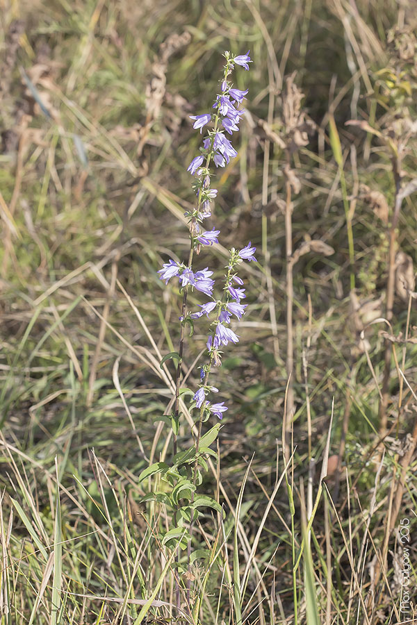 Изображение особи род Campanula.