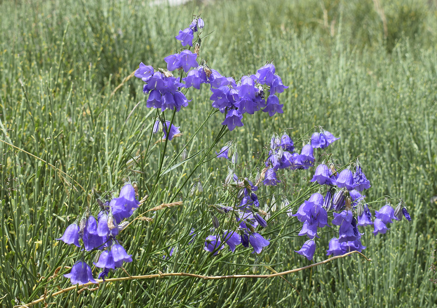 Изображение особи род Campanula.