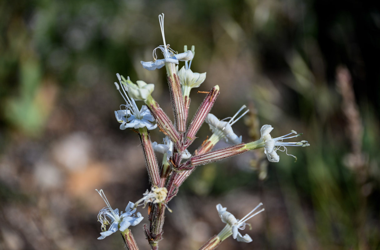 Image of Silene viscosa specimen.