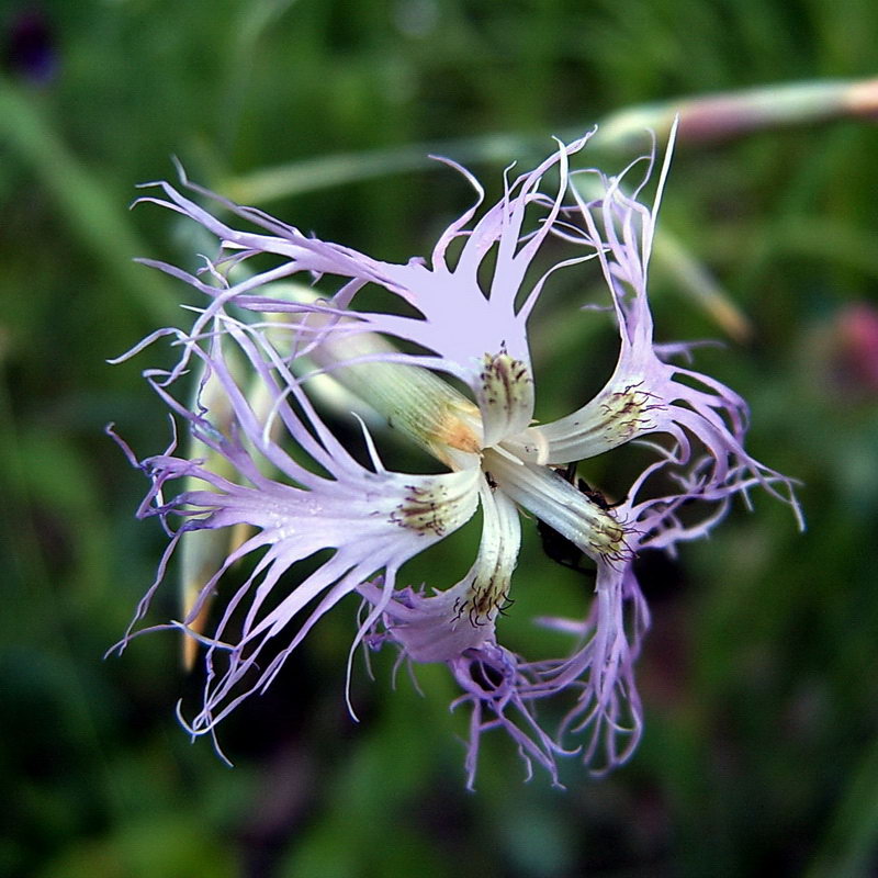 Изображение особи Dianthus stenocalyx.