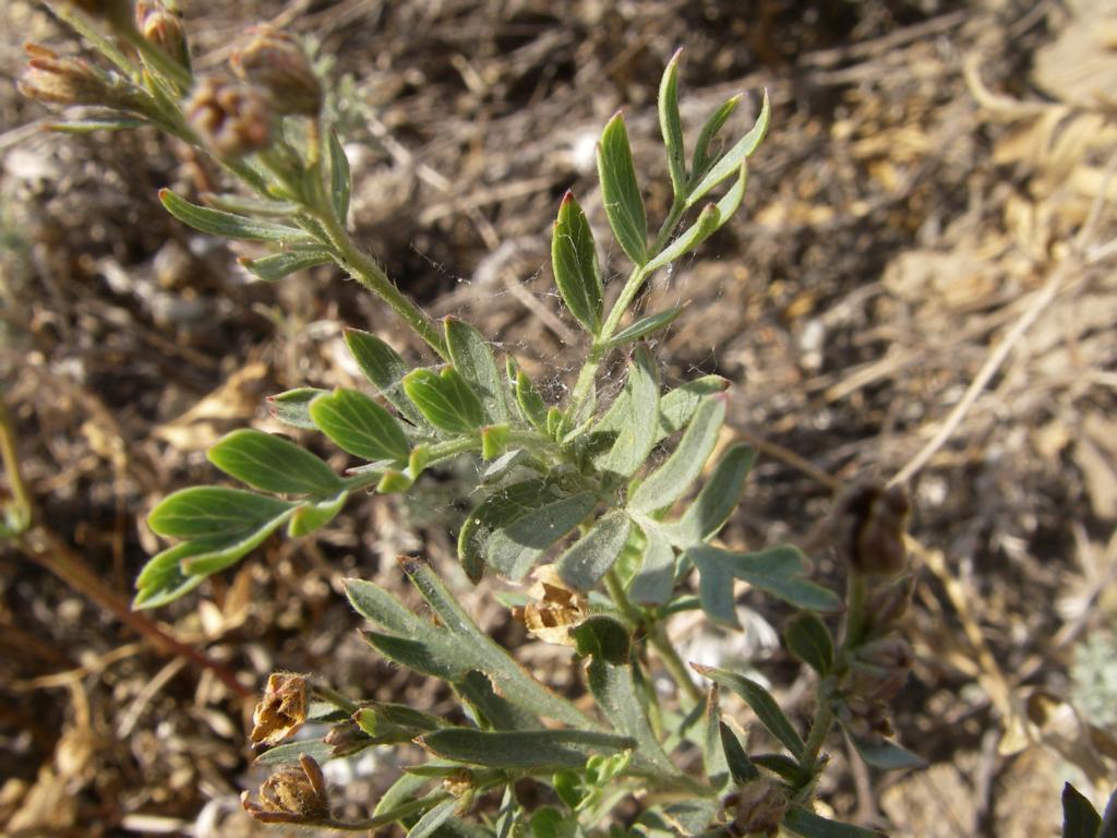 Изображение особи Potentilla bifurca.