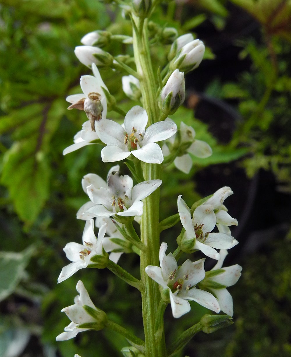 Image of Lysimachia fortunei specimen.