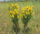 Genista tinctoria