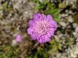 Смотреть изображение Lomelosia olgae