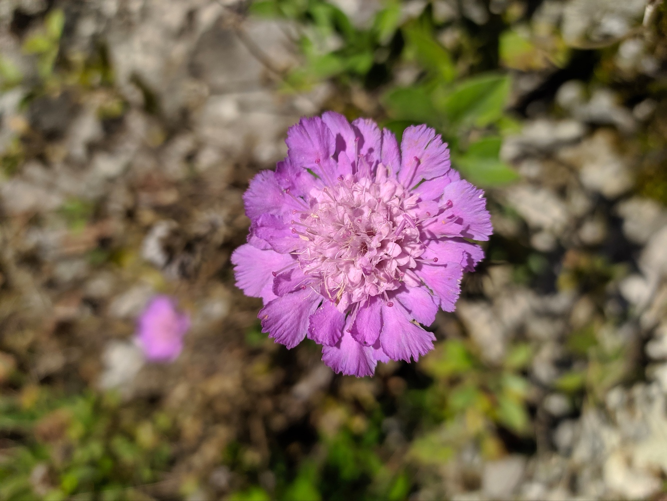 Image of Lomelosia olgae specimen.