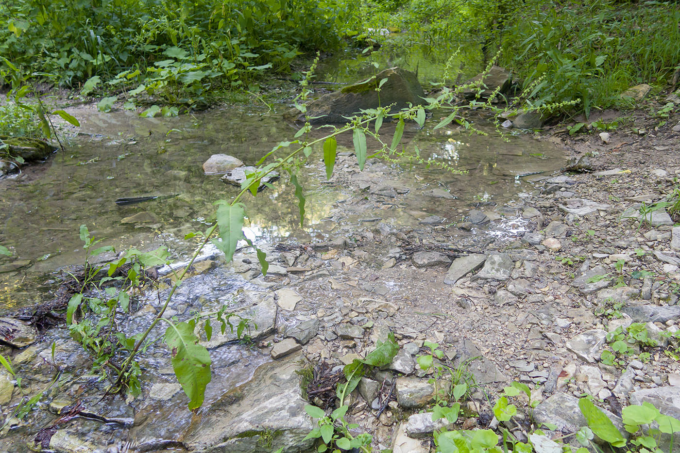 Image of Rumex conglomeratus specimen.