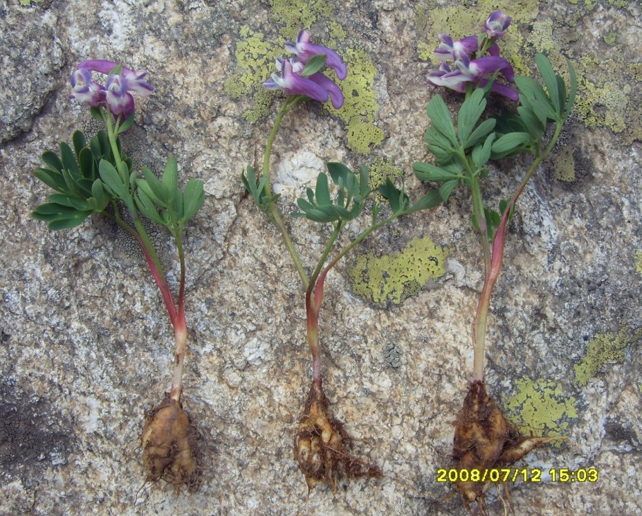 Image of Corydalis conorhiza specimen.