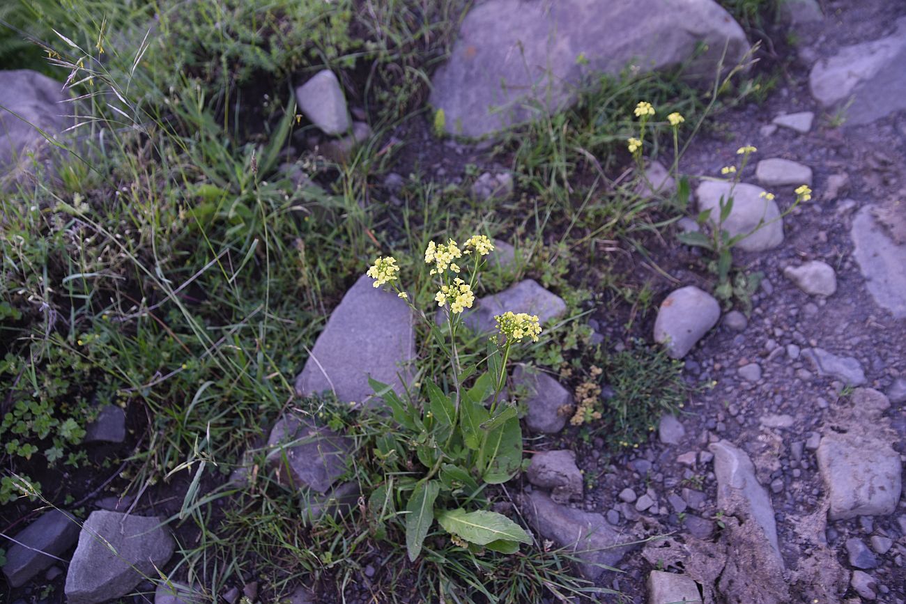 Image of Bunias orientalis specimen.