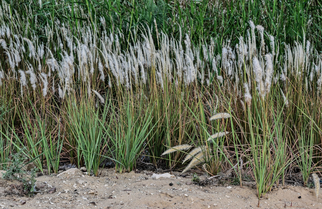 Image of Imperata cylindrica specimen.