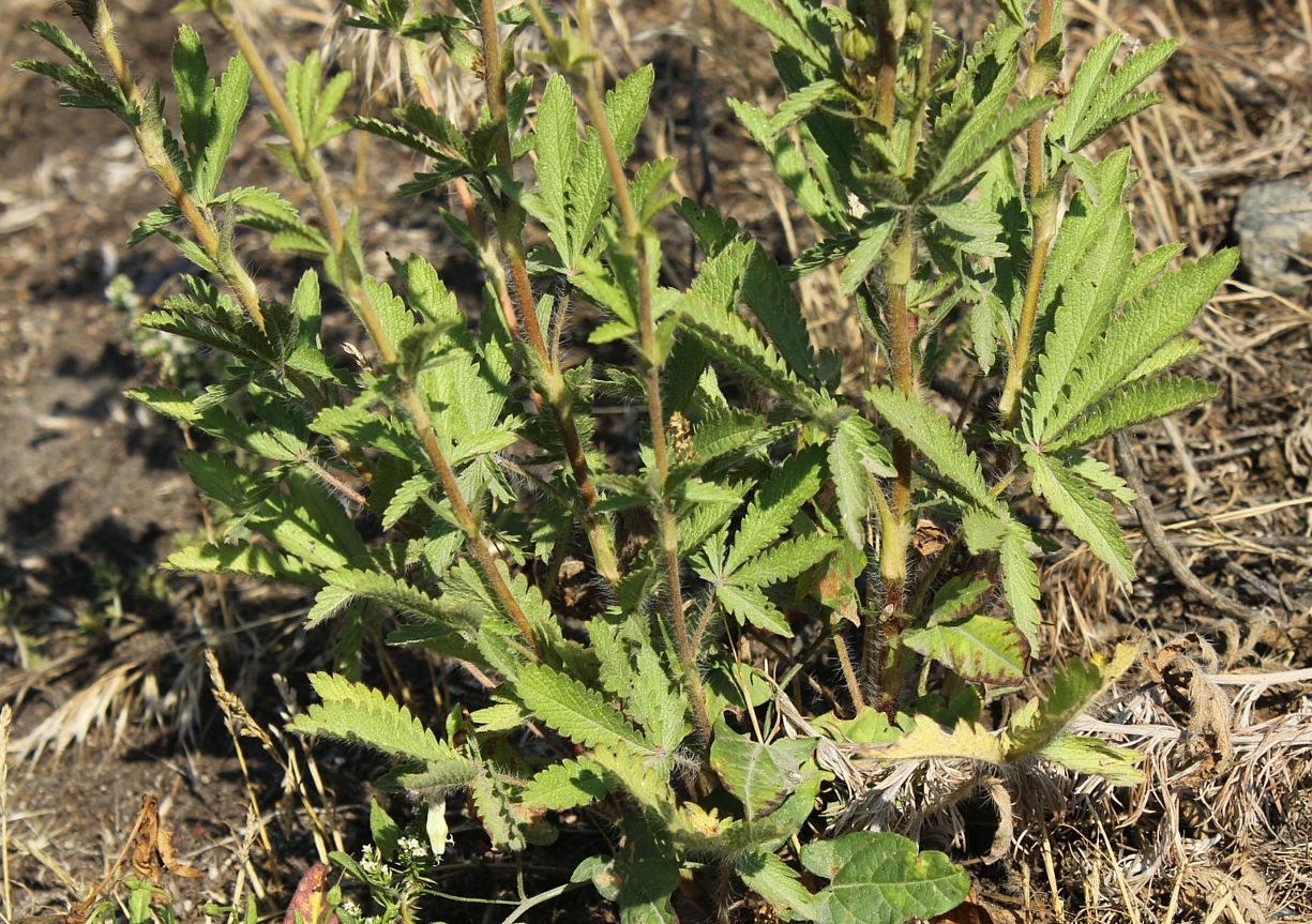 Image of Potentilla recta specimen.