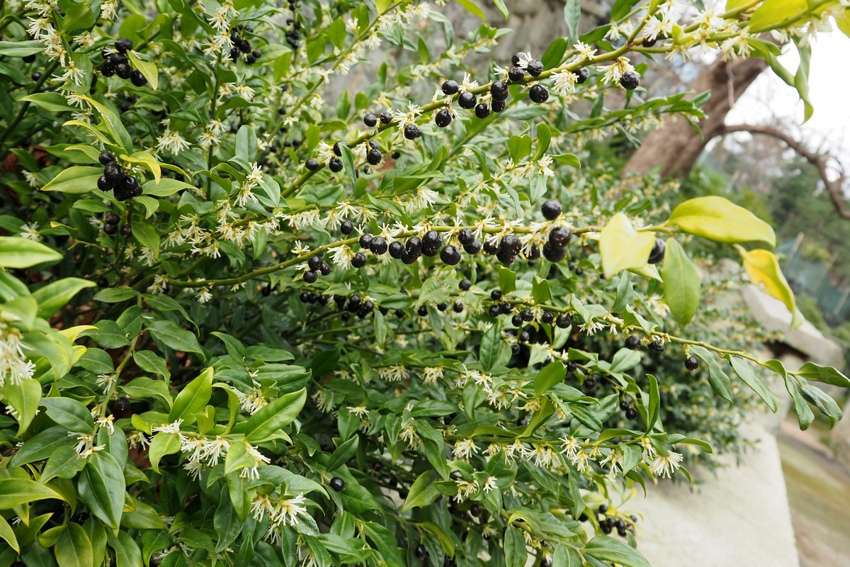 Изображение особи род Sarcococca.