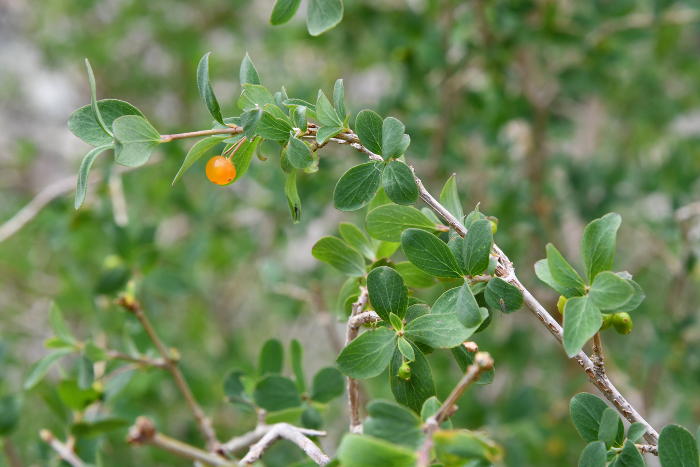 Изображение особи Lonicera microphylla.