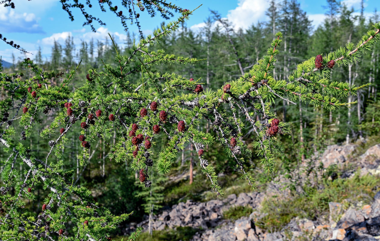 Изображение особи Larix sibirica.