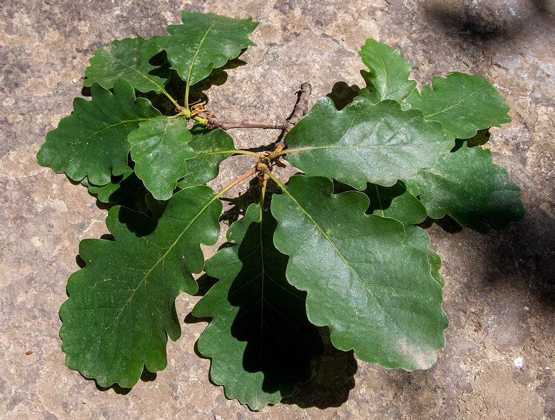 Изображение особи Quercus petraea.