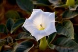 Datura innoxia