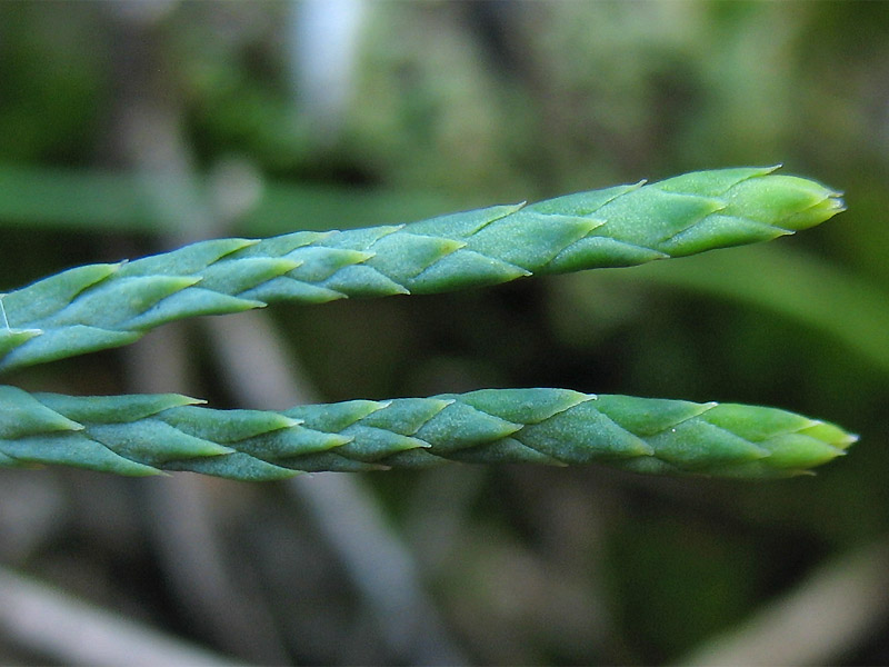 Image of Diphasiastrum tristachyum specimen.