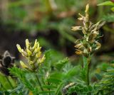 Astragalus cicer. Соцветие и соплодие с остатками околоцветников и часть листа (вид с абаксиальной стороны). Самарская обл., Камышлинский р-н, 1171-й километр трассы М-5 Урал, берег р. Телегас, обочина полевой дороги. 8 сентября 2023 г.