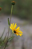 Helianthus rigidus. Верхушка побега с соцветиями. Приморский край, г. Находка, на пустыре. 18.09.2024.