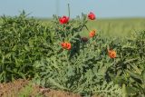 Glaucium corniculatum