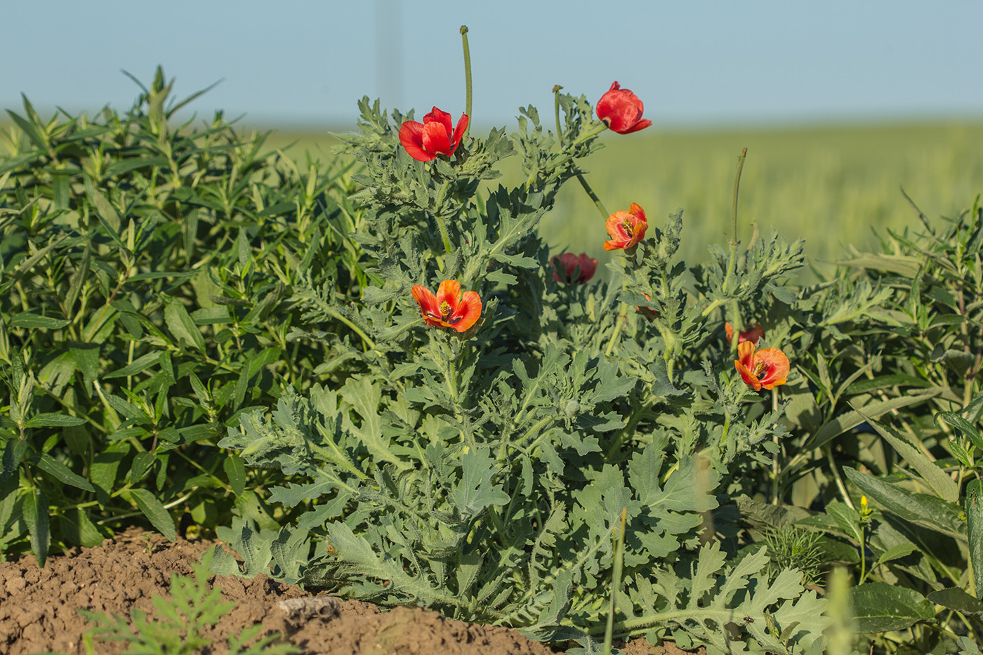 Изображение особи Glaucium corniculatum.