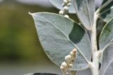 Acacia podalyriifolia. Лист. Вьетнам, провинция Ламдонг, г. Далат, парк \"Love Garden\", в культуре. 30.07.2024.